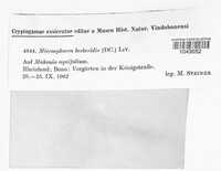 Erysiphe berberidis image